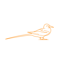 Animals Seabirds Red Billed Tropicbird Sketch Svg Vector, Free Vectors File